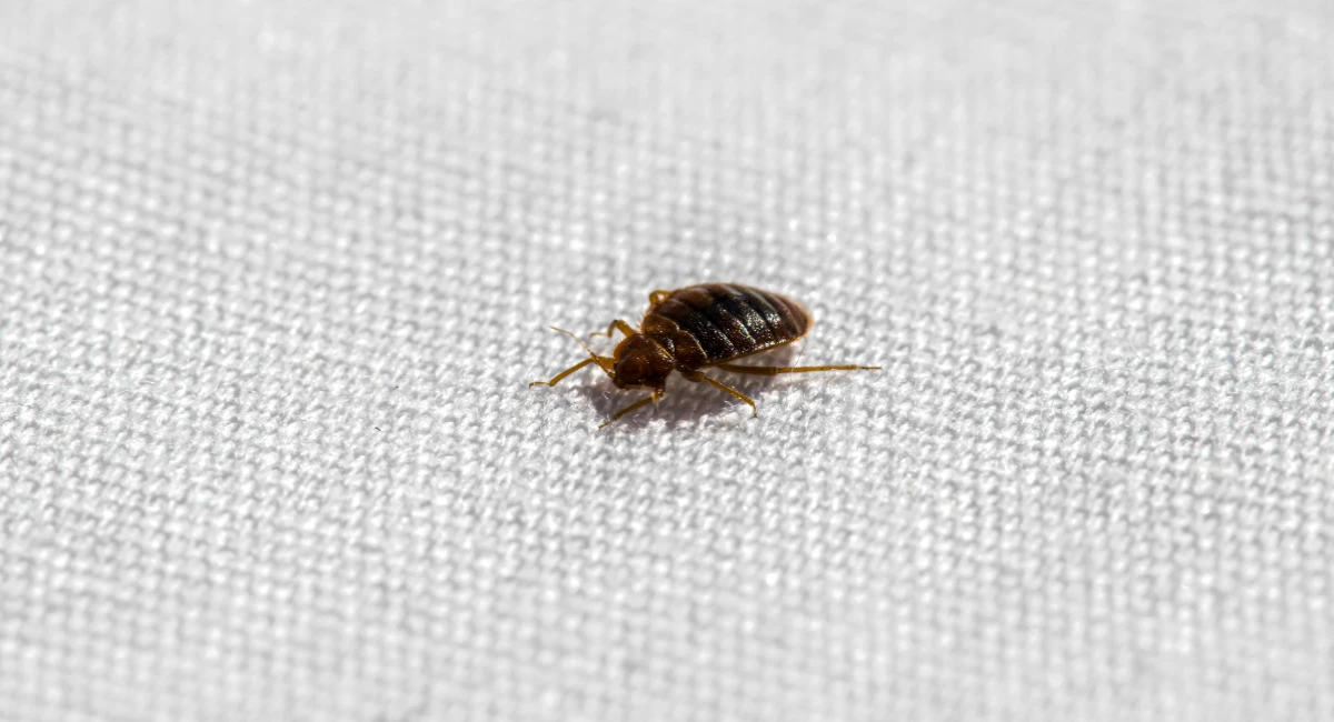 A close-up of a bed bug on white bedding