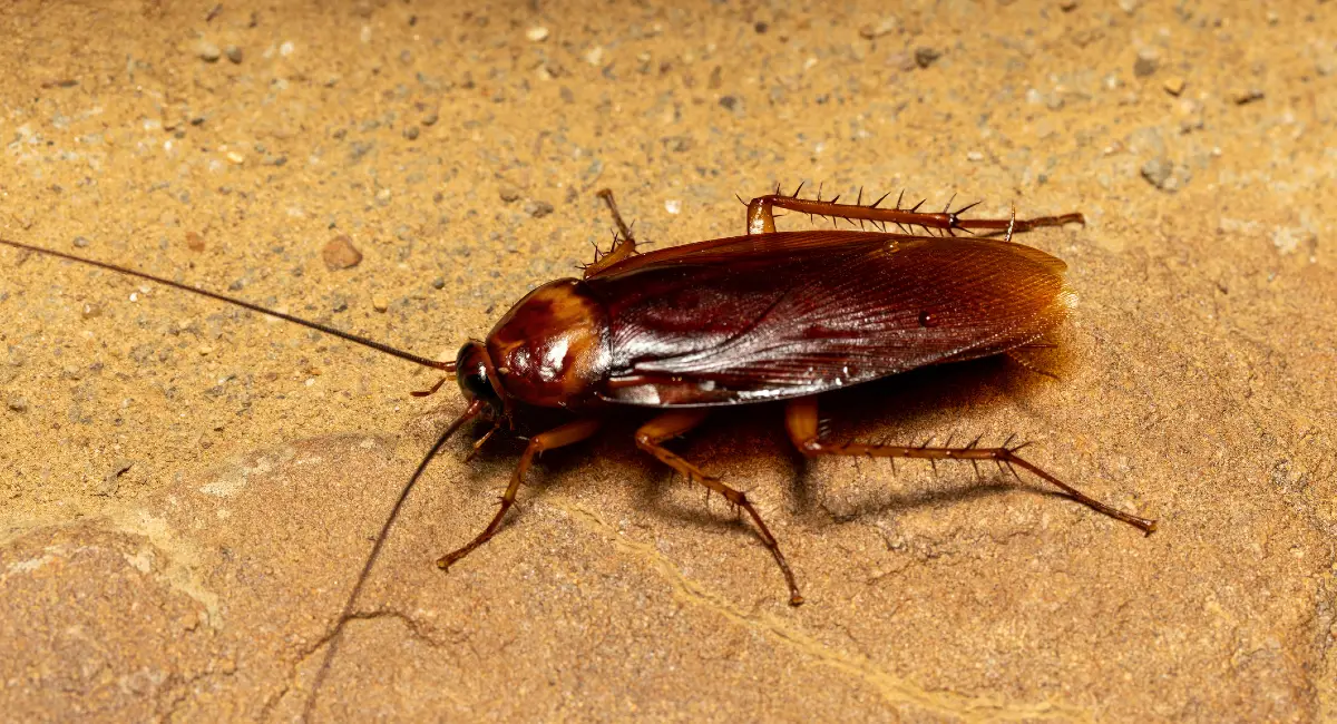 Brown cockroach