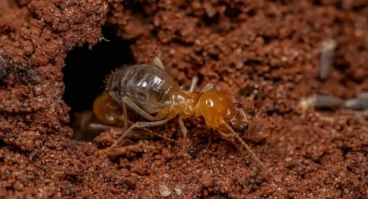 Soldier termite
