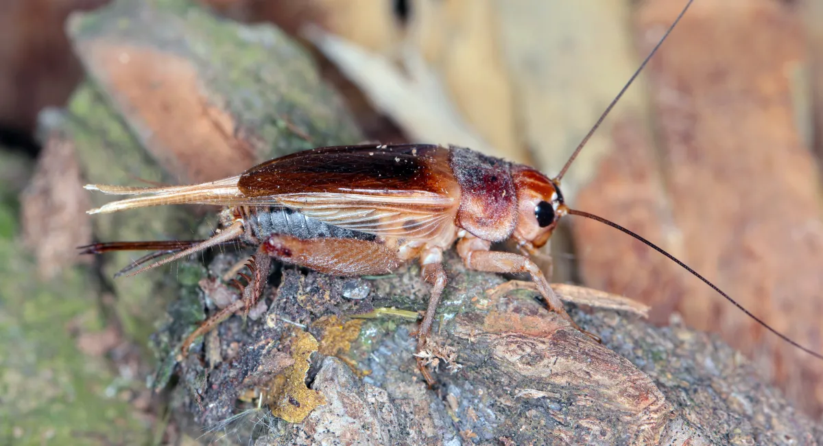 A close-up of a house cricket