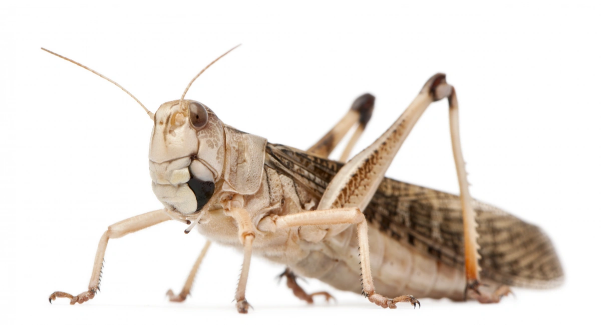 A migratory locust against a white background