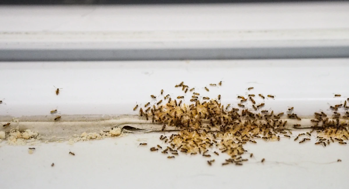 Ant infestation on window seal