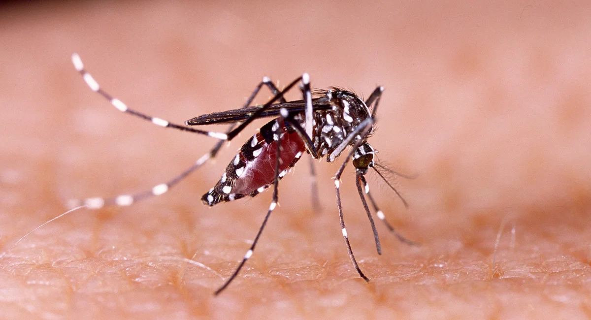 Mosquito on human skin