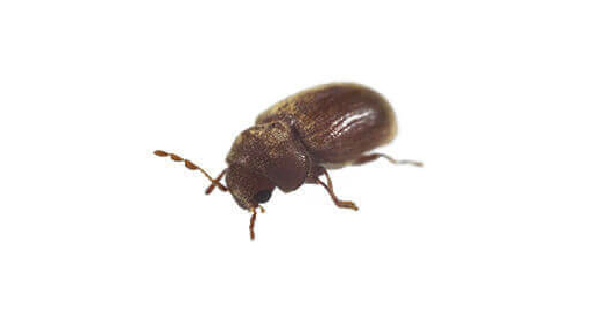 Beetle