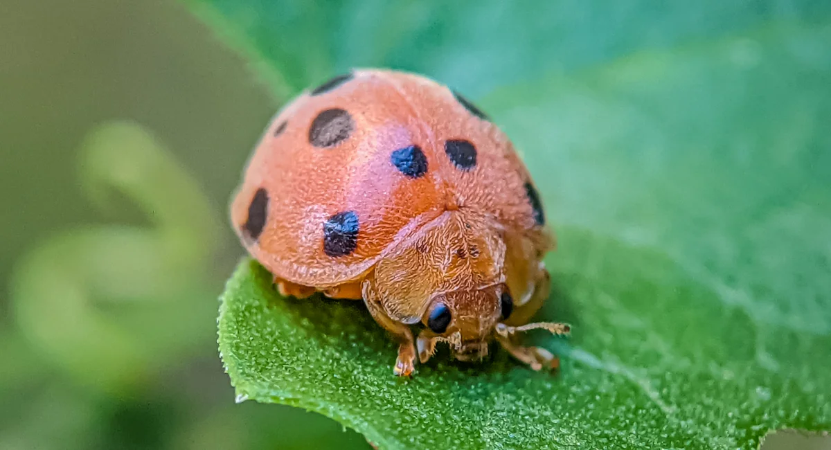A Mexican bean beetle on a vibrant green leaf