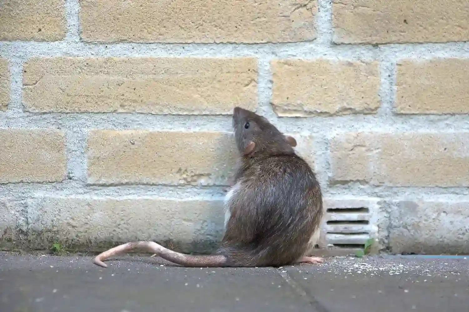 Rat Building Exterior with Vent Getty
