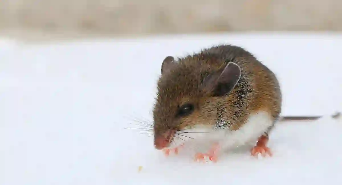 A deer mouse on a white surface