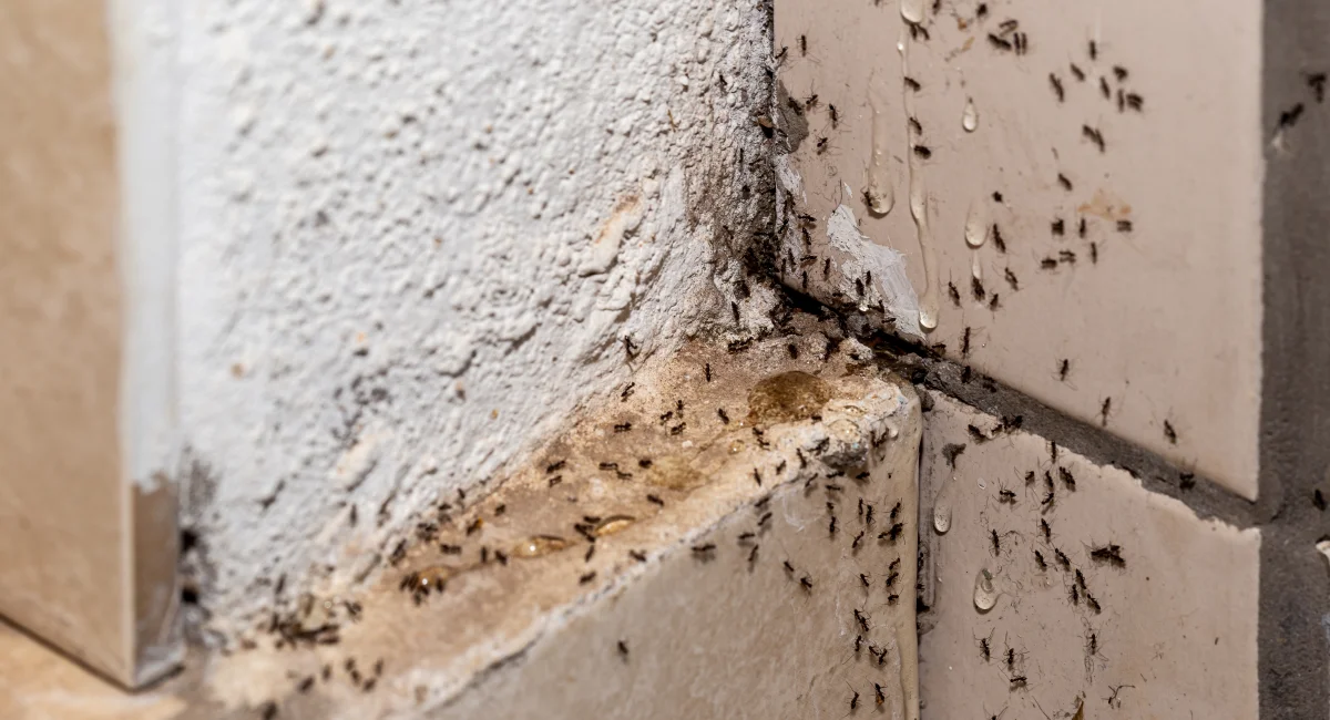 Signs of ant infestation
