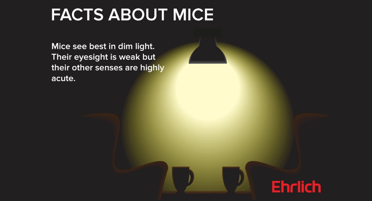 Facts about mice