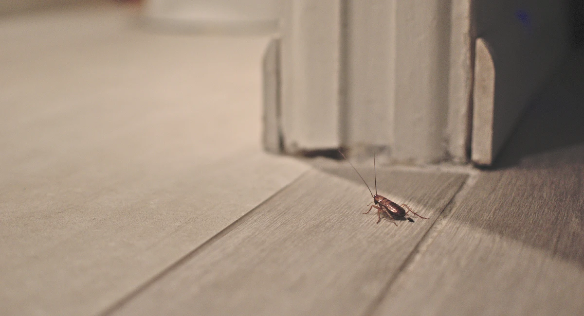 Cockroach crawling in home