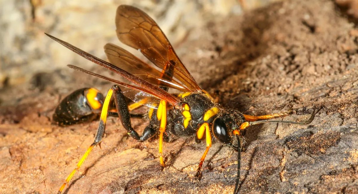 Mud dauber wasp