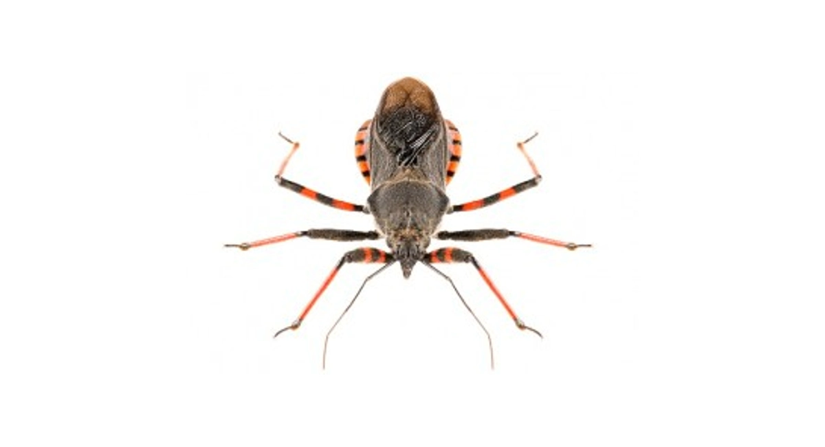 kissing bug