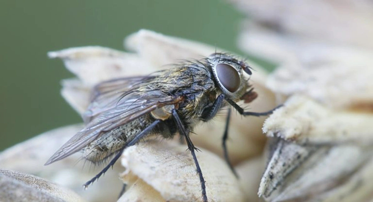 Cluster fly