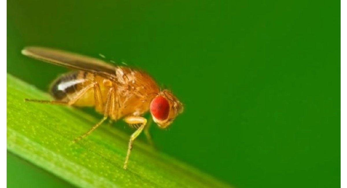 Fruit fly