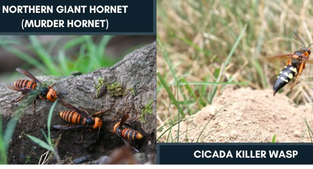 Northern Giant Hornet vs. Cicada Killer Wasp