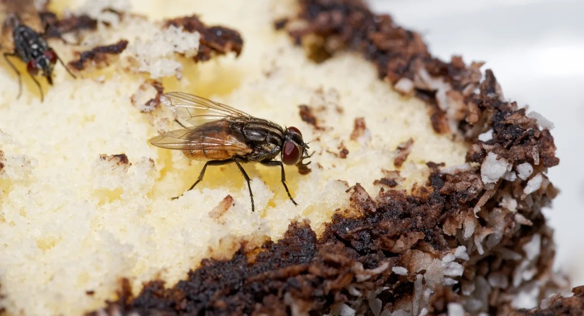 A common housefly (Musca domestica) feeding on a piece of sweet pastry