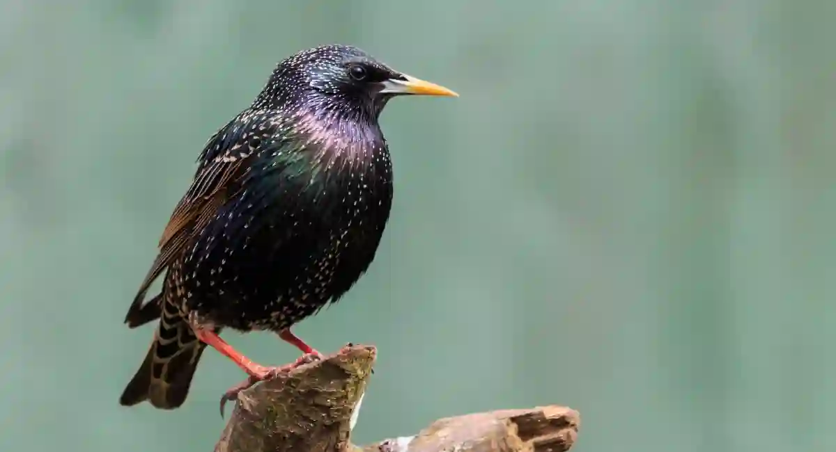 European Starlings