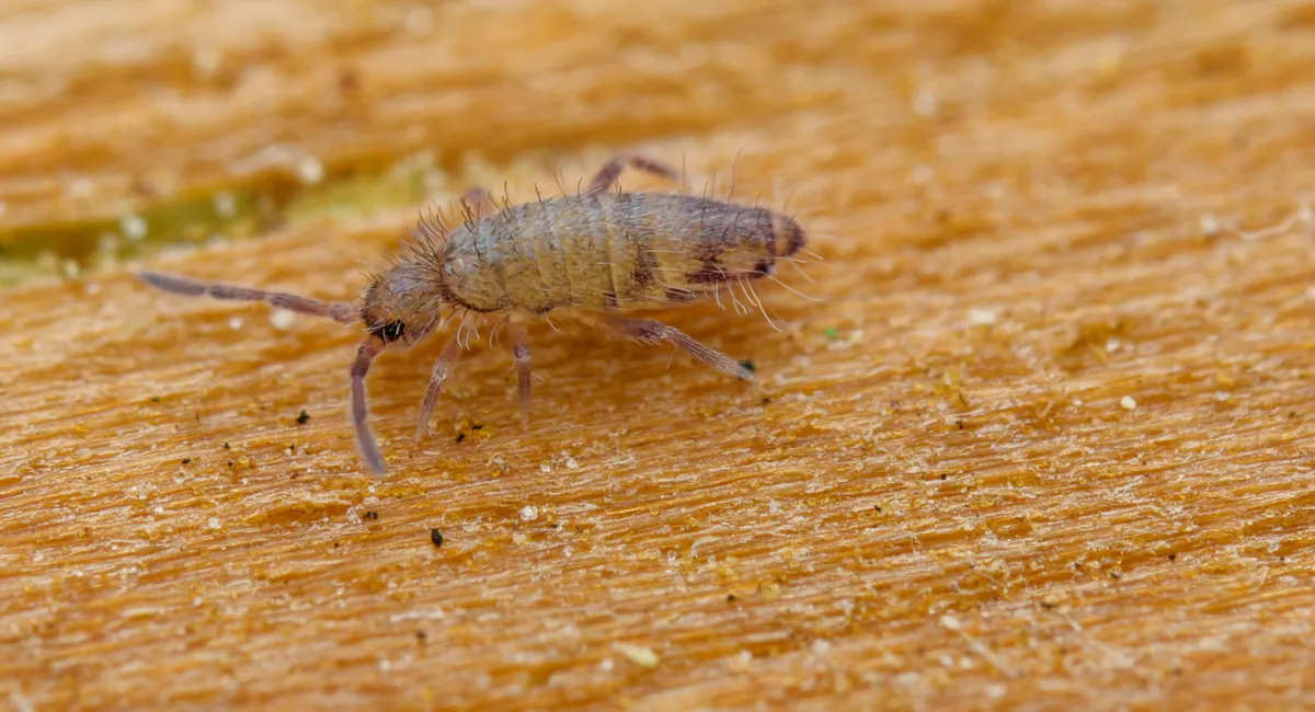 A close-up of a springtail