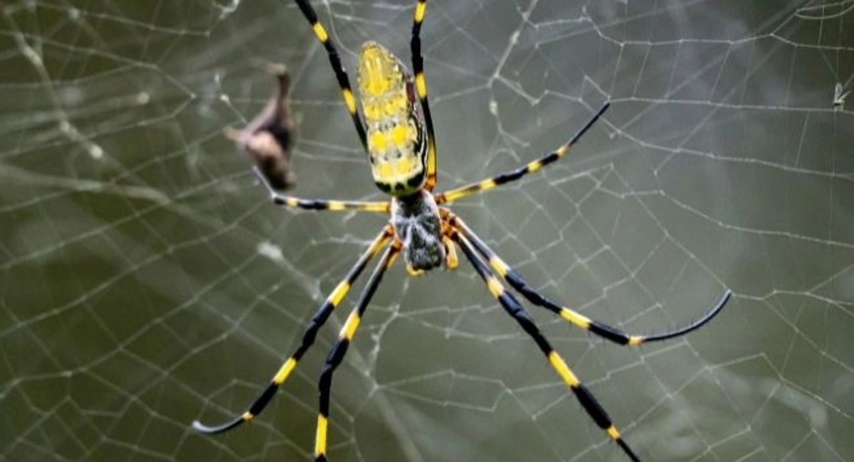 Joro spider on web