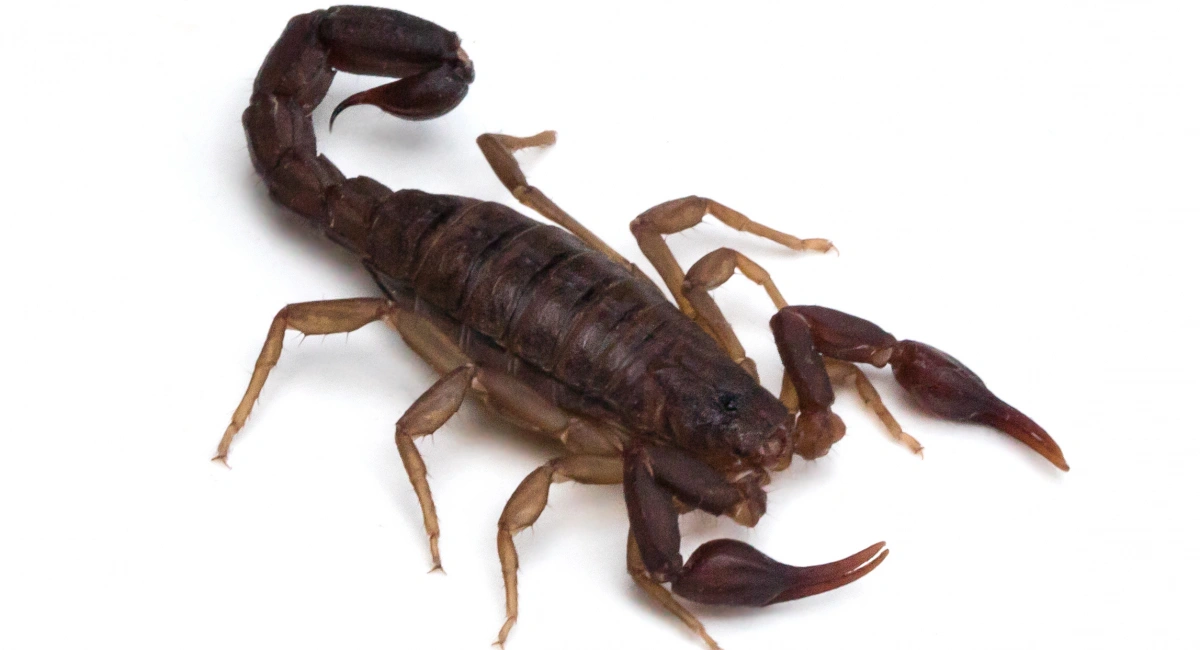 A southern devil scorpion, brown, against a white background