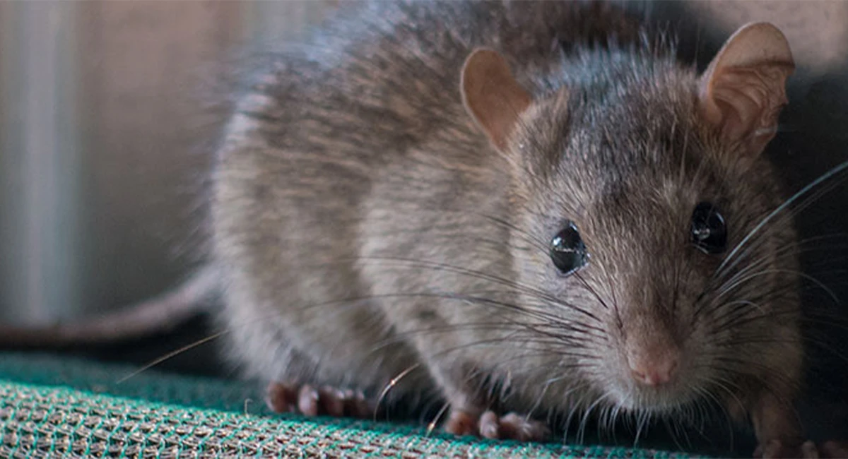 Norway rat