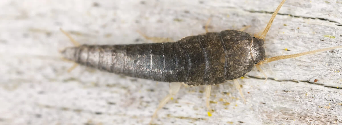 Silverfish