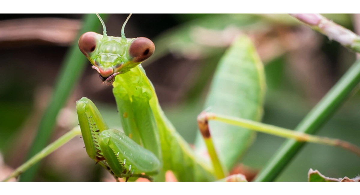 Praying Mantis