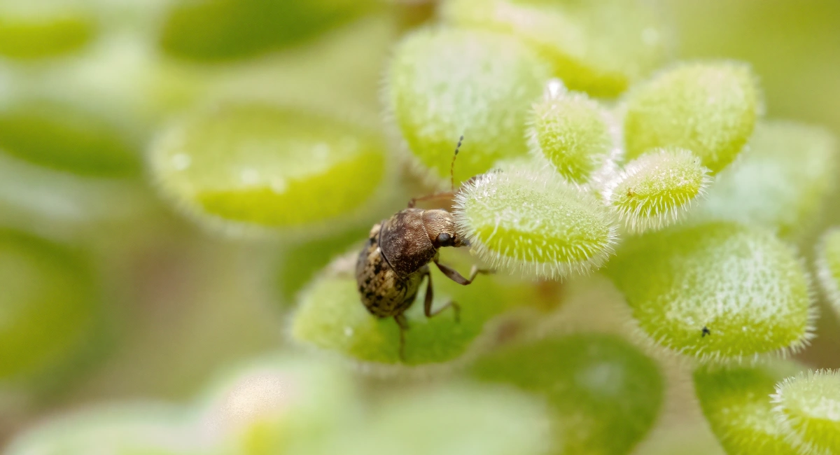 coffee bean weevil