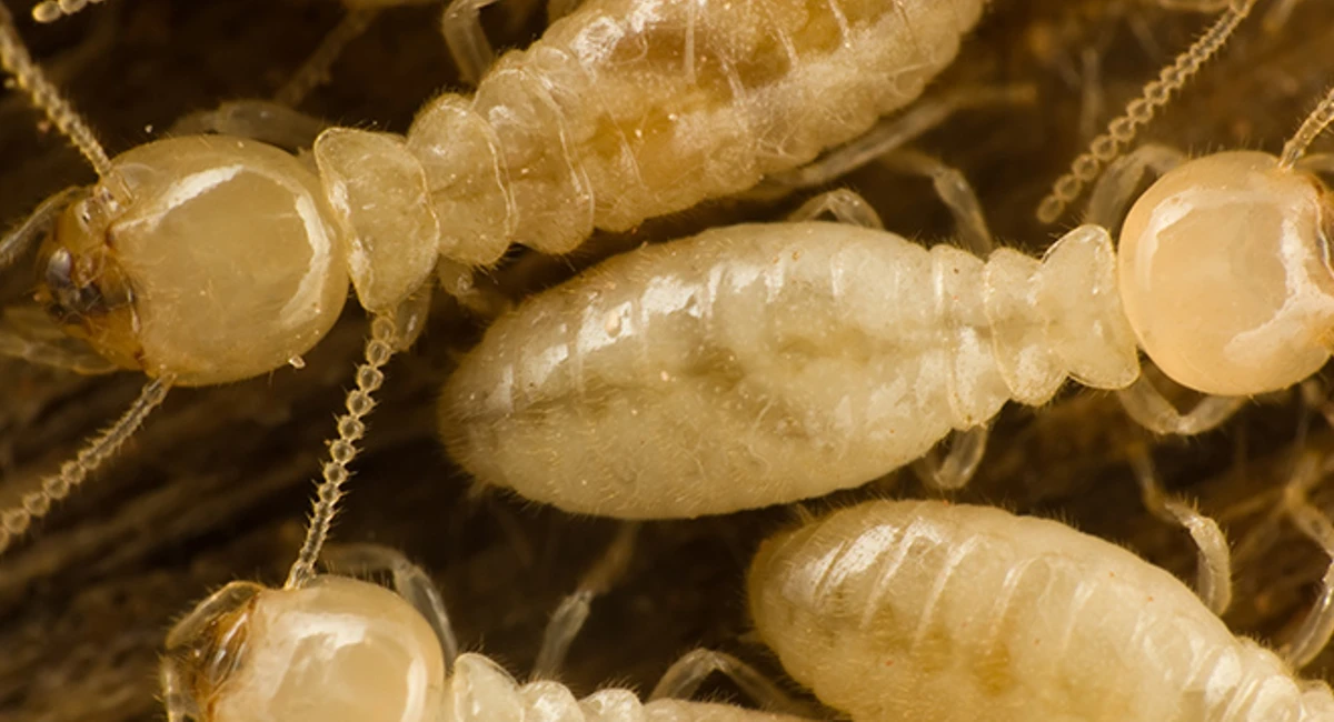 Drywood termites