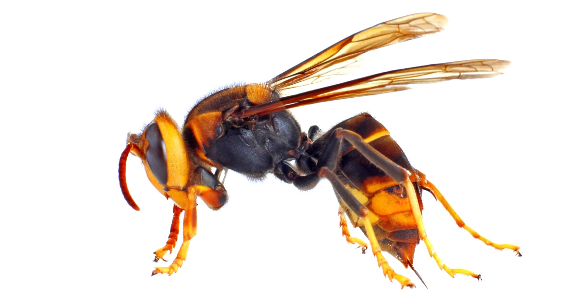 Hornet