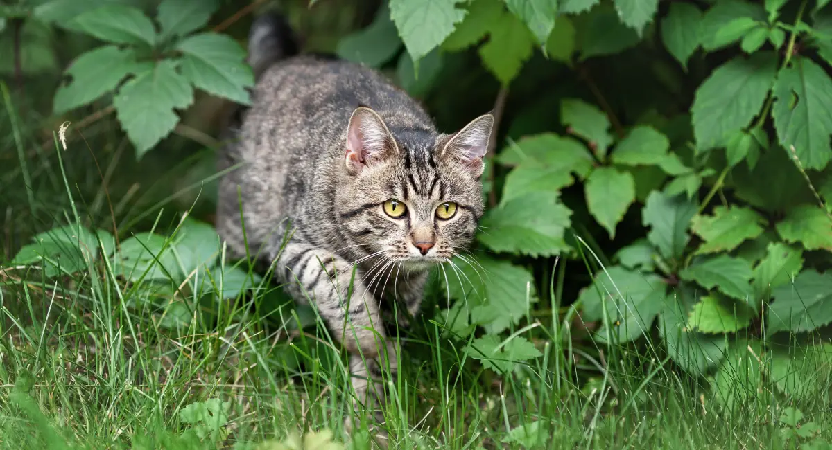 A cat walks out of some foliage