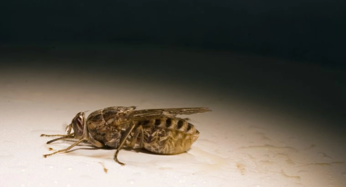 Tsetse fly