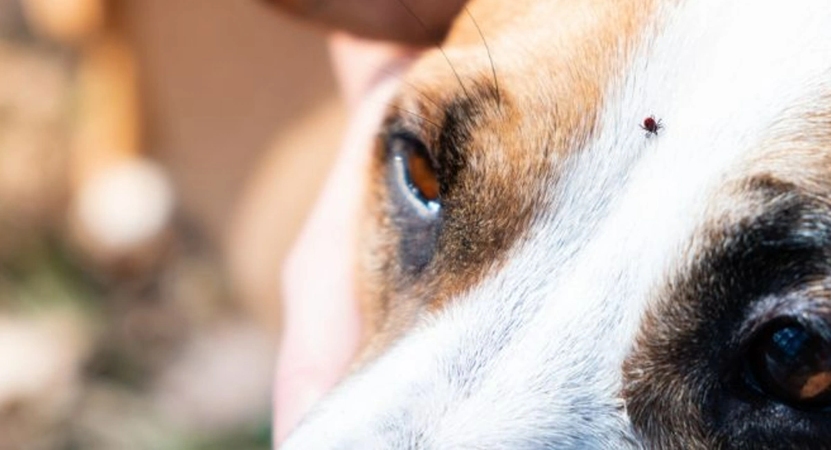 Close up of a tick on a dog's white fur in between its eyes.