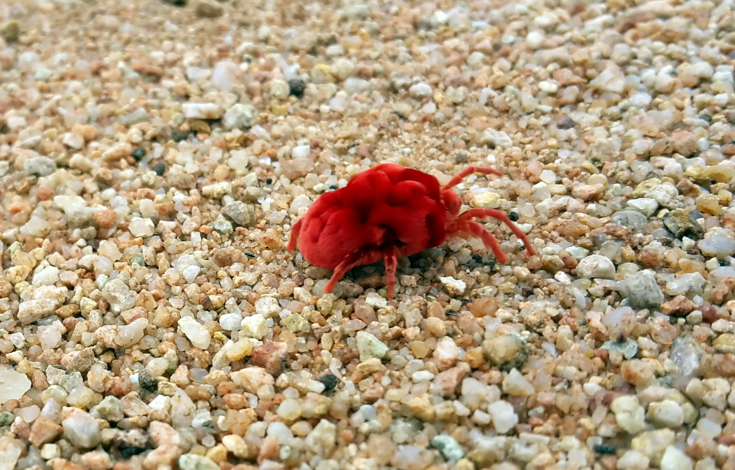 A close-up of a chigger mite crawling on a stony surface