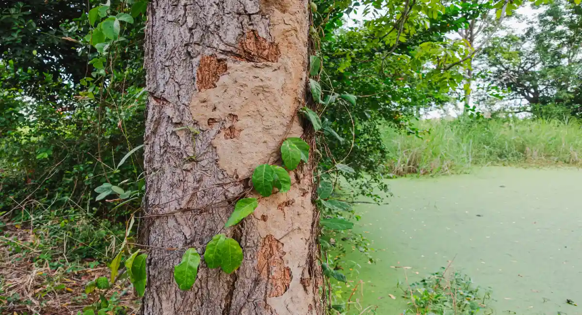 Tree with termite damage