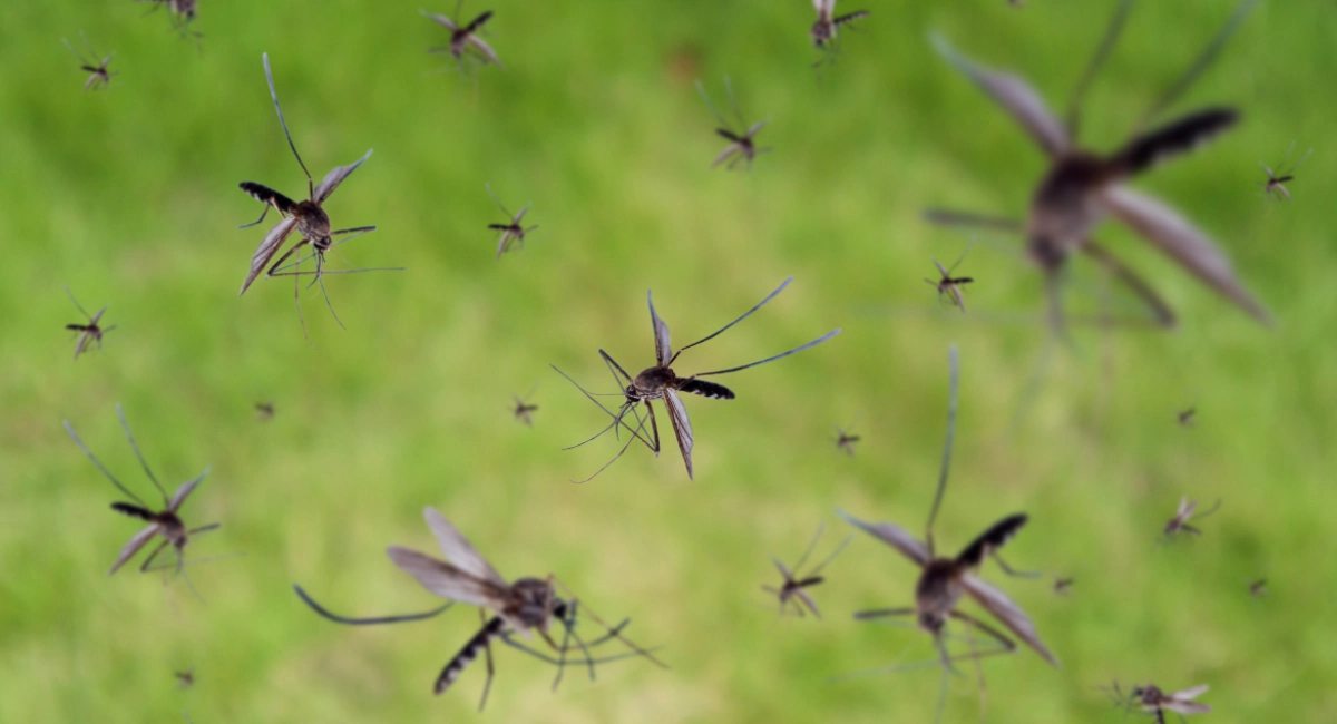 A swarm of mosquitoes flying in front of a green background