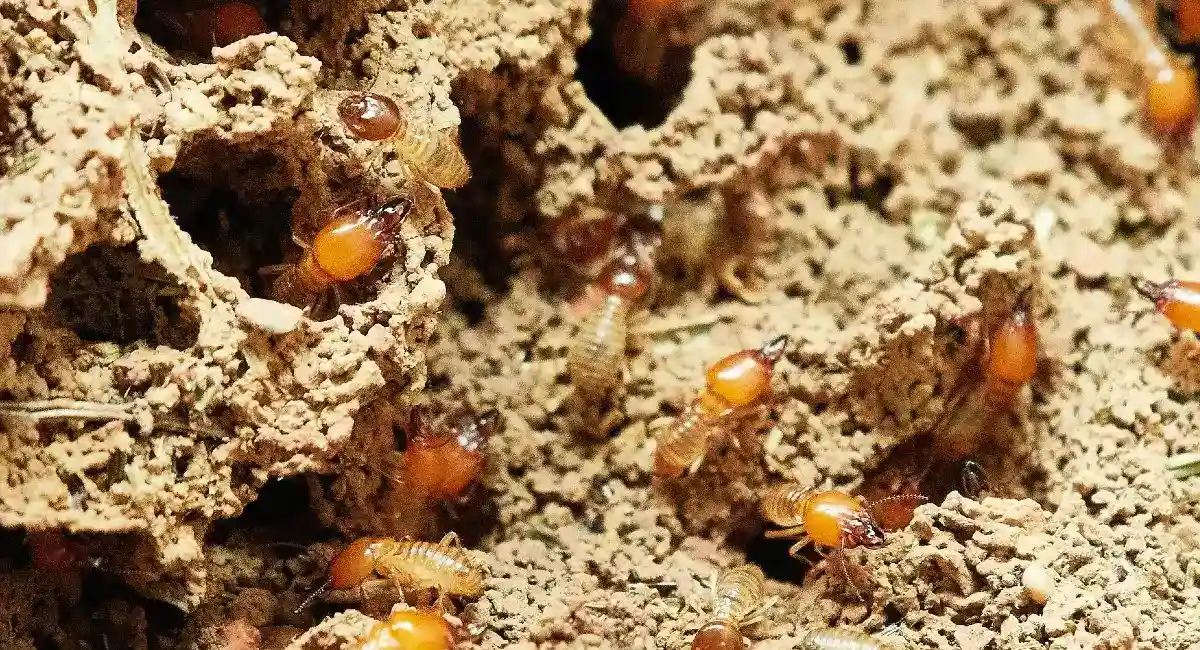 Subterranean termites