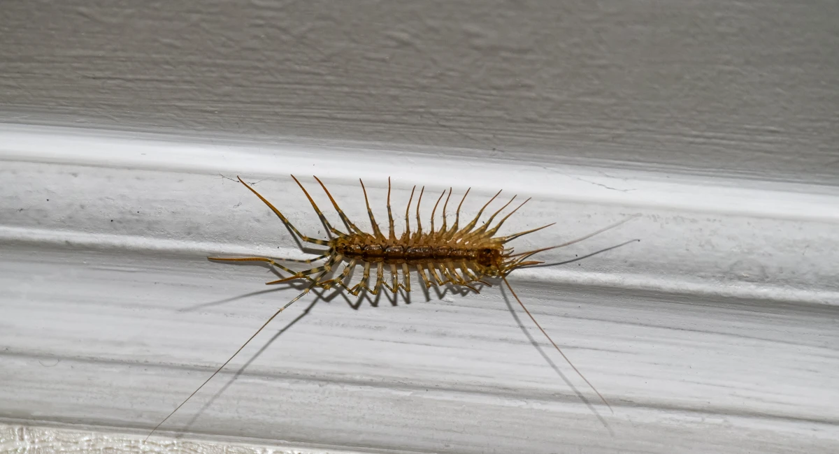 Centipede