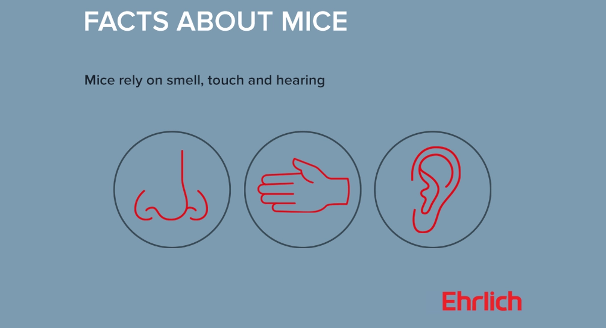 Facts about mice