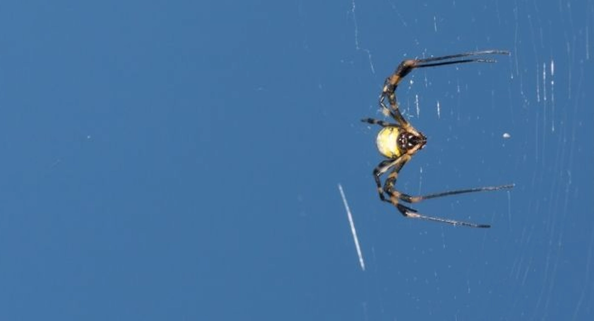 Joro spider in the foreground of a blue sky