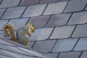 Squirrel on roof