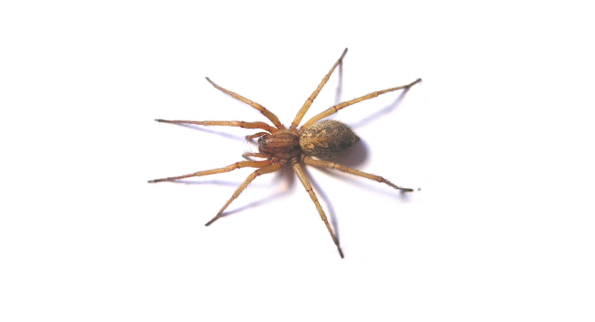 Hobo Spider 
