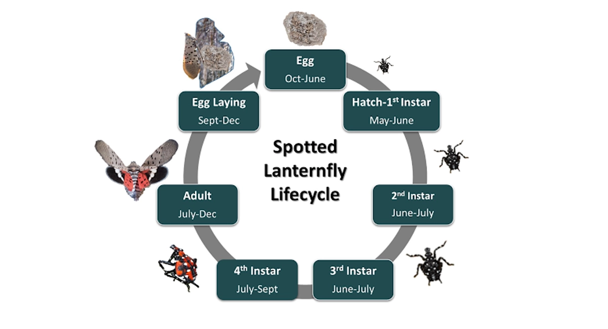 Spotted lanternfly lifecycle
