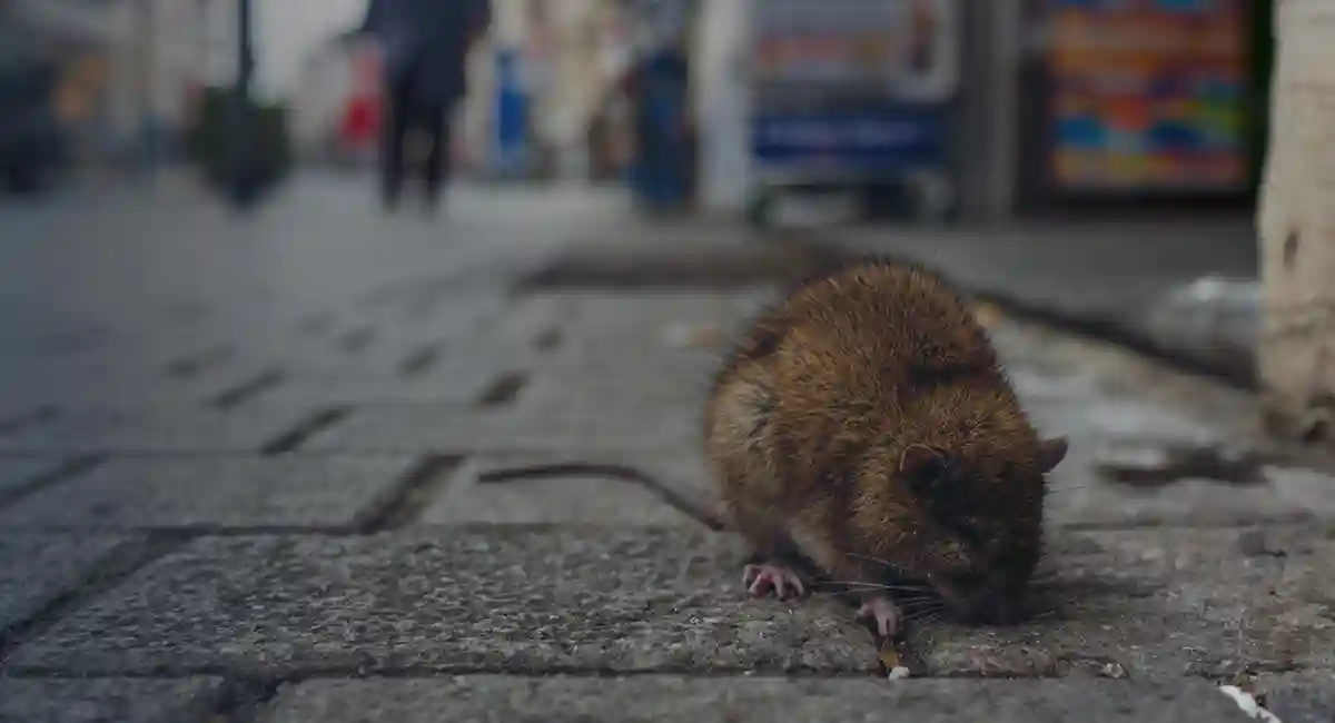 A brown and black rat sitting on the stone boardwalk with a human walking in the background.