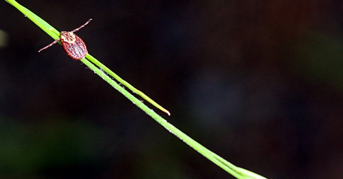 tick in the grass
