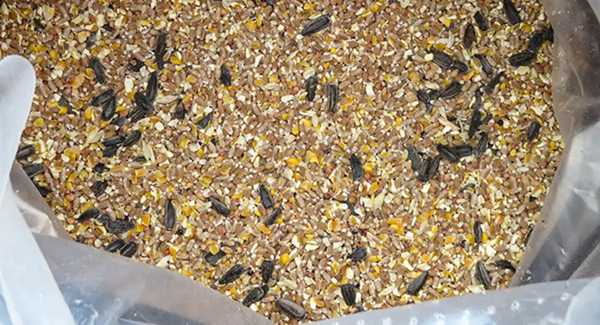 birdseed in a bag