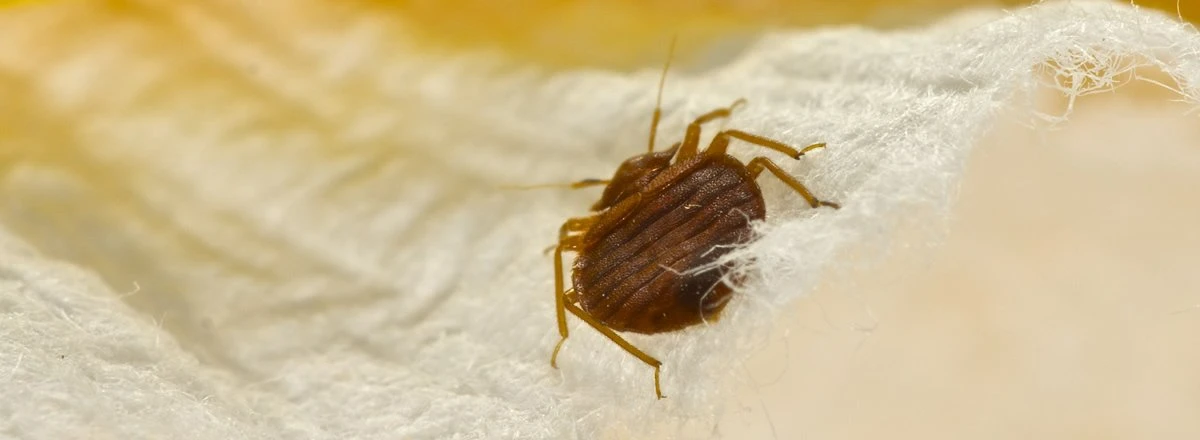 Bedbug eggs