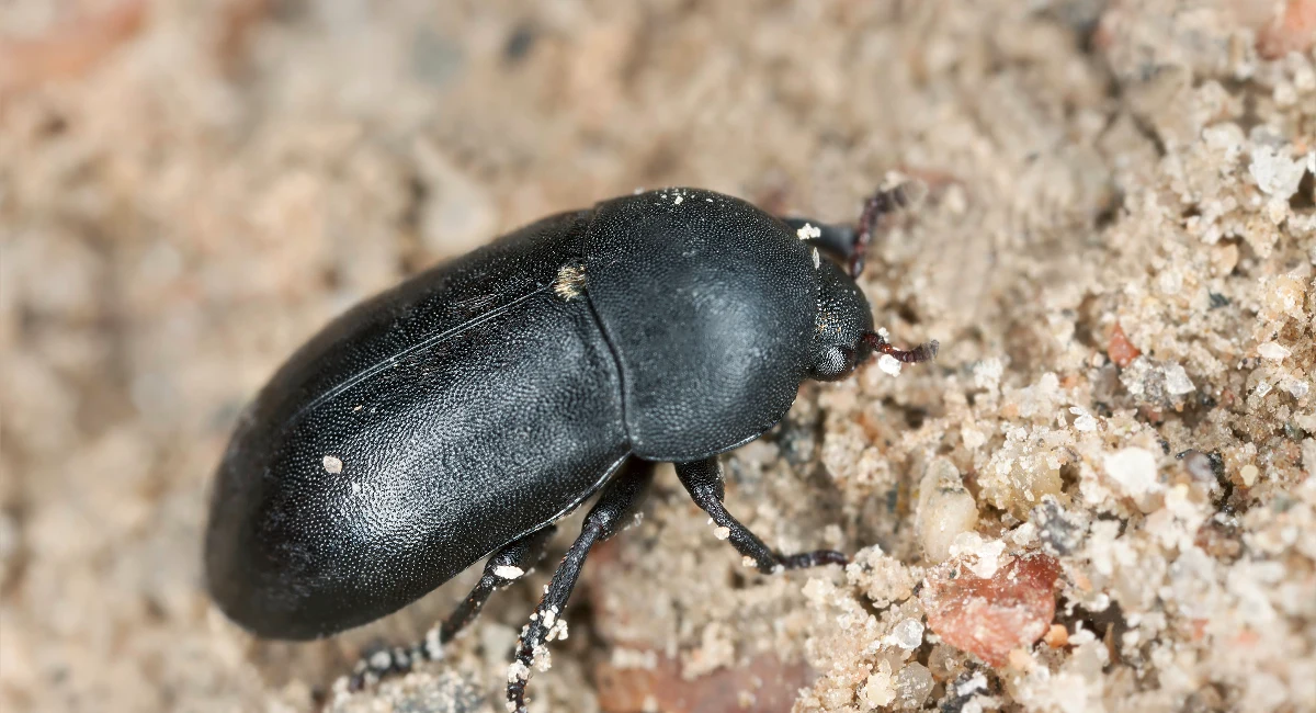 Dermestes Beetle