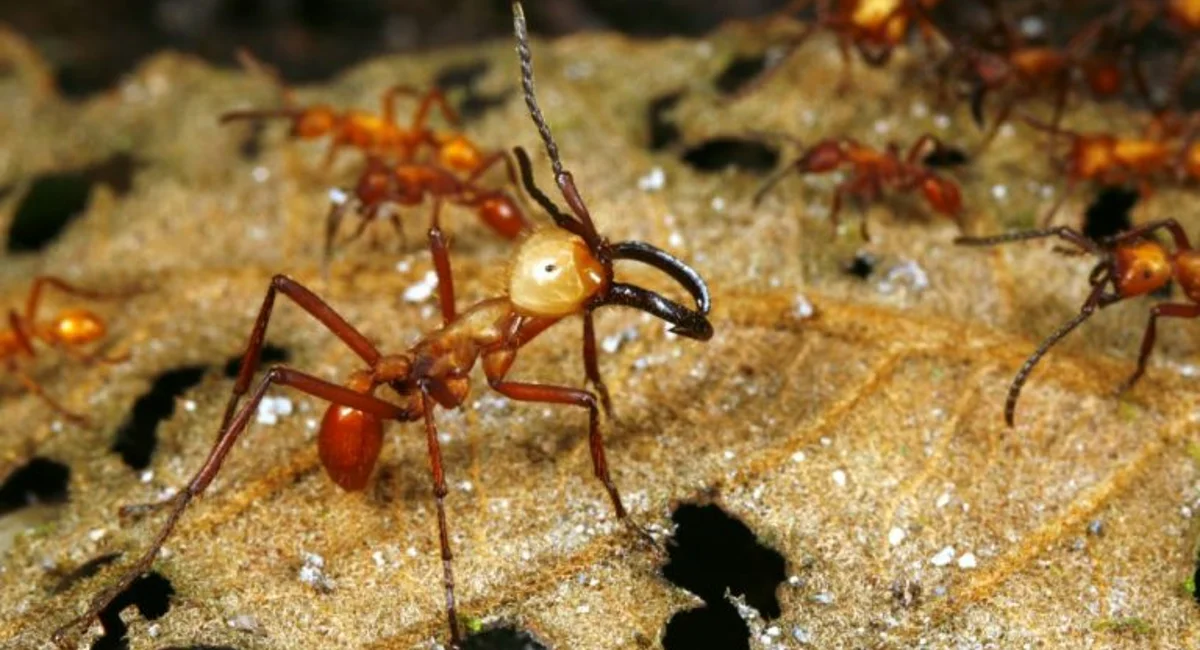 Driver ant