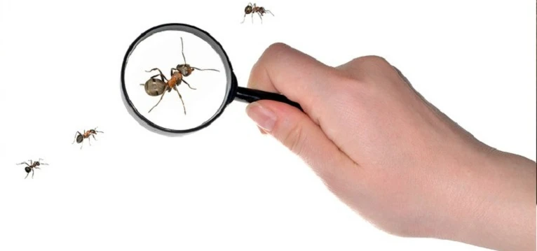 Ants under a magnified glass